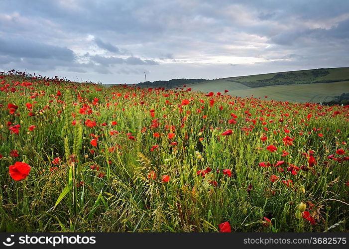 Vivid color red poopy field landscape under stormy sky