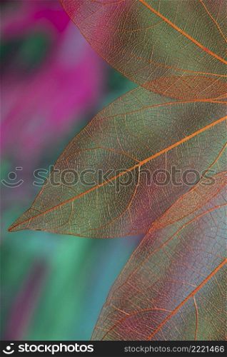 vivid colored transparent fall leaves