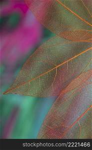 vivid colored transparent fall leaves