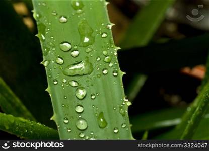 vivid green aloe vera plant after rain close up