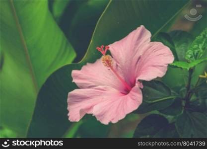 Vivid pink hibicus is blooming (Vintage filter effect used)