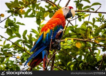 Vivid portrait of wild macaw ara red parrot on tree in jungle. Vivid portrait of wild macaw ara red parrot on tree