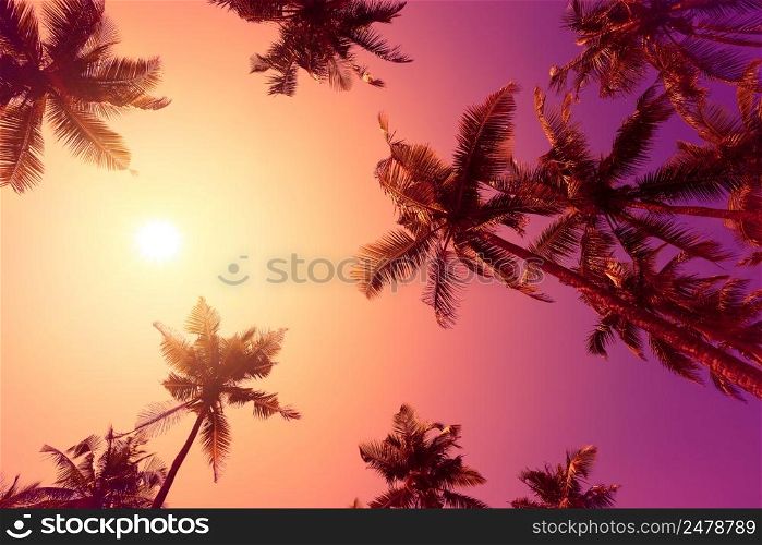 Vivid purple tropical sunset with palm trees silhouettes and shining sun