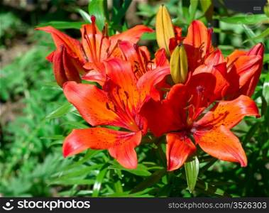vivid red royal lilies at garden close up