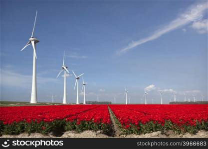 vivid red tulips in dutch noordoostpolder agriculture flower field with blue sky