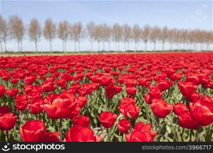 vivid red tulips in dutch noordoostpolder in the province of flevoland flower field with trees and blue sky in the background