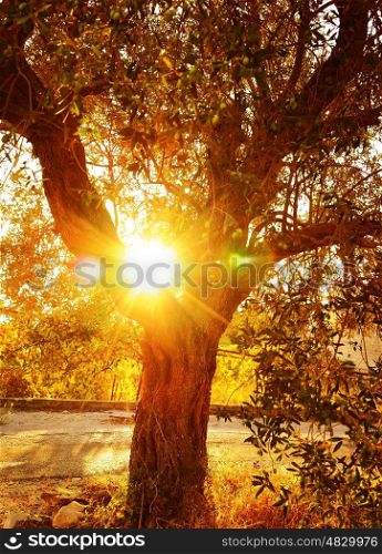 Vivid sun rays through autumnal foliage, olive tree in the garden, food industry, growth of vegetables, autumn nature, harvest season, gardening concept