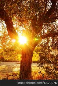 Vivid sun rays through autumnal foliage, olive tree in the garden, food industry, growth of vegetables, autumn nature, harvest season, gardening concept
