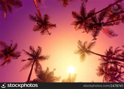 Vivid warm tropical sunset with palm trees