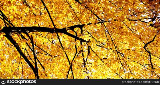 Vivid yellow leaves on autumn tree