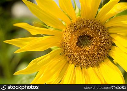 vivid yellow sunflower closeup