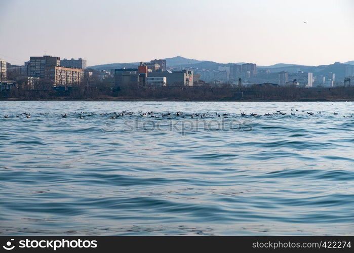 Vladivostok city view from the sea