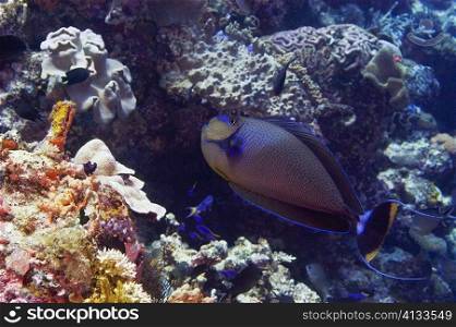 Vlamings Unicornfish swimming underwater, Papua New Guinea