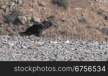 Vogel im Gebirge, KrShe auf Fuerteventura