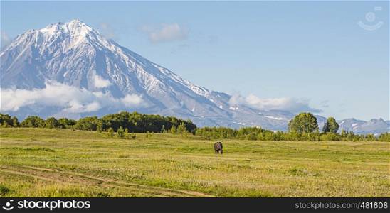 Volcano and meadow with a horse in Kamchatka
