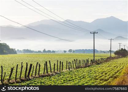 voltage lines and green agricultural landscape on a sunny day