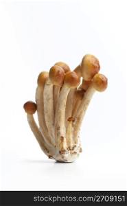 Volvariella volvacea, straw mushroom