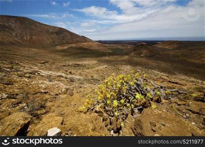 vulcanic timanfaya rock stone sky hill and summer in los volcanes lanzarote spain plant flower bush