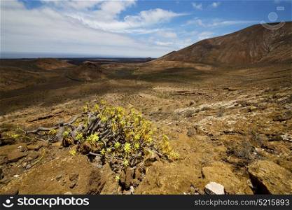vulcanic timanfaya rock stone sky hill and summer in los volcanes lanzarote spain plant flower bush
