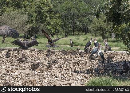 vulture and marabou eating from dead animals in nature centre south africa