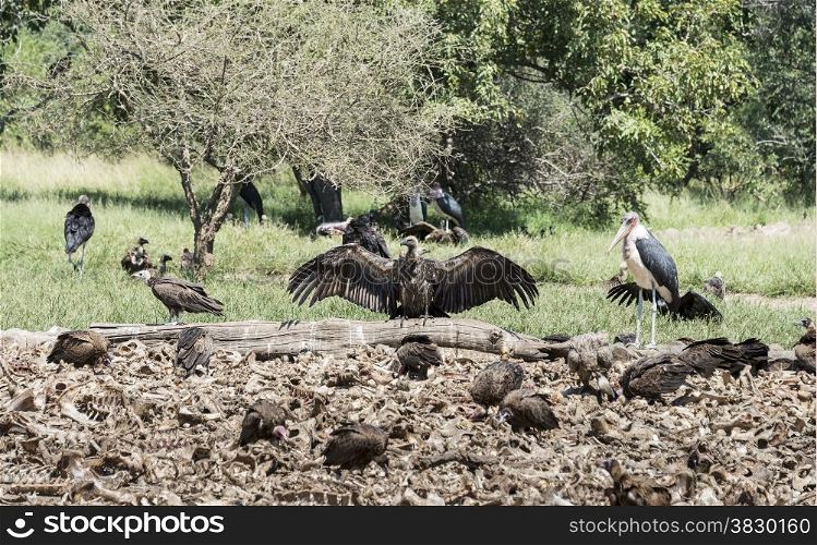 vulture and marabou eating from dead animals in nature centre south africa