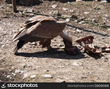vulture at the zoo