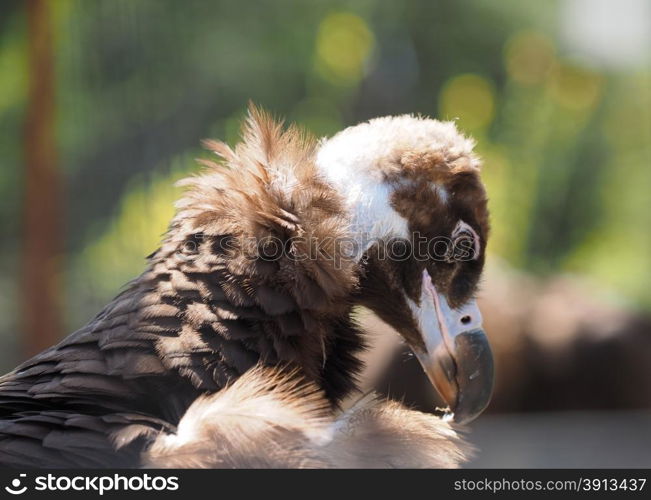 Vulture at the zoo