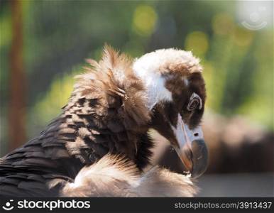 Vulture at the zoo