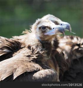 Vulture at the zoo