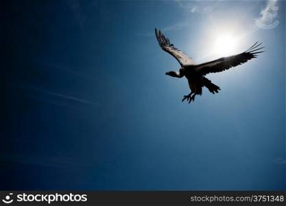 Vulture flying in front of the sun with blue sky (digital composite)