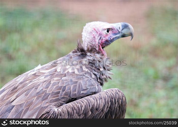 vulture in a detailed portrait at a zoo