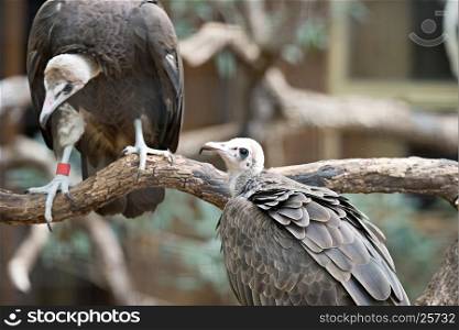 vulture in a detailed portrait at a zoo