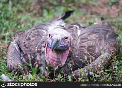 vulture in a detailed portrait at a zoo