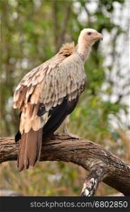 vulture in nature
