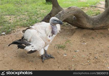 vulture in nature park south africa