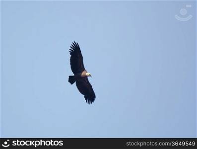 Vulture on Fly, Orduna, Bizkaia, Spain