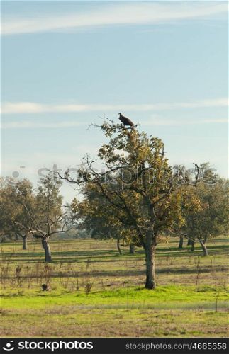Vulture perched in a tree in Extremadura in Spain