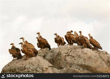 Vultures on a big rock with the cloudy sky in the background