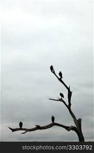 Vultures on a dead tree