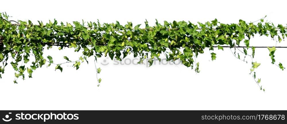 vy plant on electric wire isolate on white background