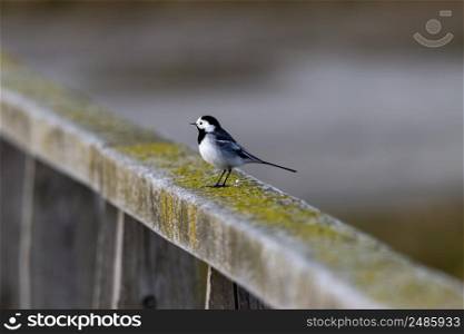 Wagtail on a wooden railinglz. Wagtail wooden railing