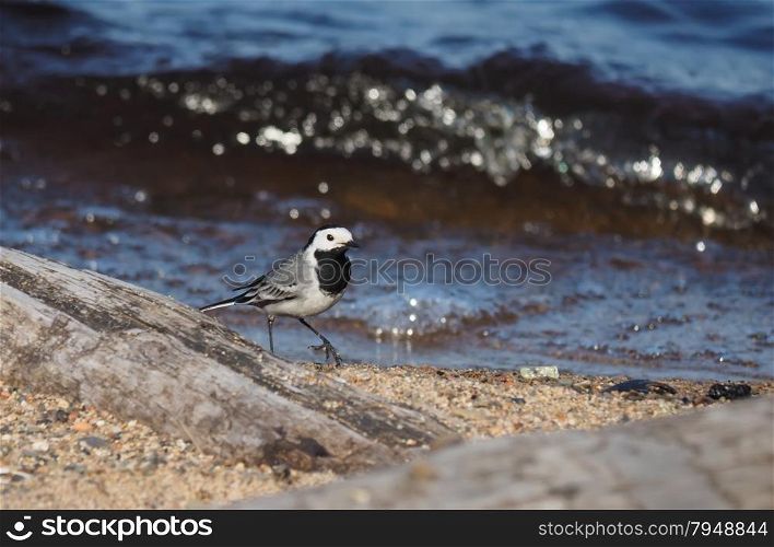 wagtail on the lake