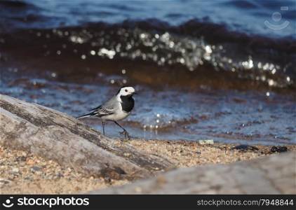 wagtail on the lake
