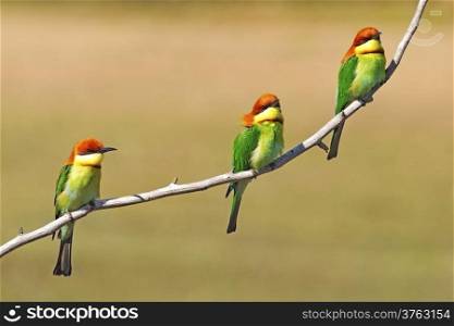 Waiting for something of three Chestnut-headed bee-eaters on a branch