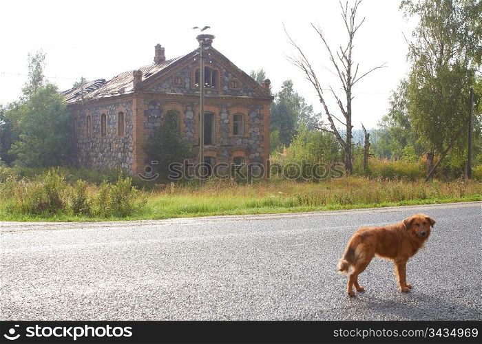 Waiting Lonely Dog in front of abandoned house in a dull day