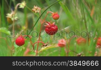 Waldbeere, Walderdbeere