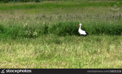 Walk of stork on summer field.