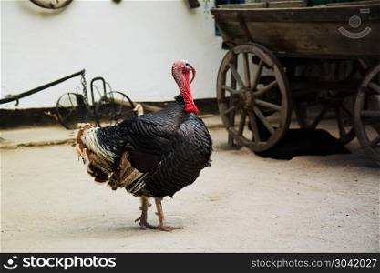 walk through the village courtyard of a large adult important turkey. walk of a big turkey. walk of a big turkey