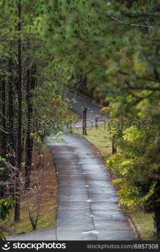 Walk way among pine forests at Ban Wat Chan Royal Project Develo. Walk way among pine forests at Ban Wat Chan Royal Project Development Center ,Chiang Mai