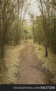 walk way between bamboo tree in the forest